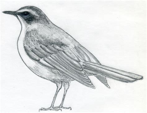 How To Draw A Bird And What You Need To Know