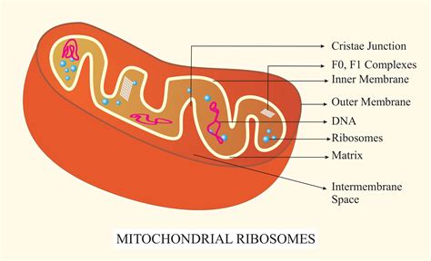 Ribosomes are essential for protein synthesis, but they are present in mitochondria and plastids ...