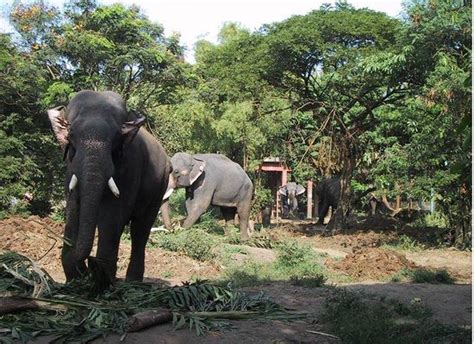 Elephant Sanctuary at Guruvayoor - Picture of Guruvayur Temple ...