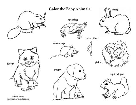 Farm Animals Coloring Book Pdf