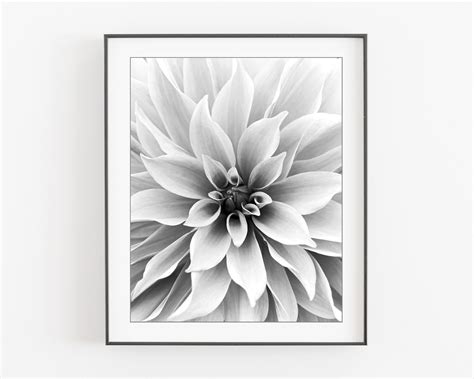 Dahlia Flower Photography Black and White Photography Print - Etsy