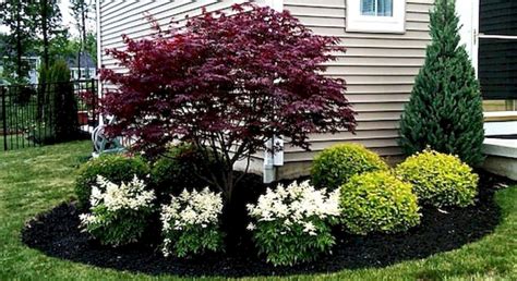 Best Dwarf Shrubs For Front Of House at Micheal Warren blog