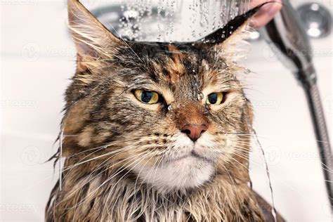 Wet cat in bath 8172807 Stock Photo at Vecteezy