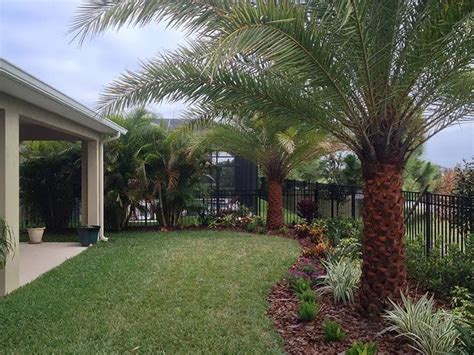 The Most Important Elements of Palm Tree Care - Oasis Palms & Landscaping