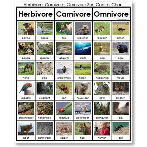 Herbivores Carnivores And Omnivores Worksheets Herbivores, C