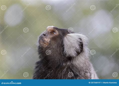 The Common Marmoset is a New World Monkey. Callithrix Jacchus Portrait ...