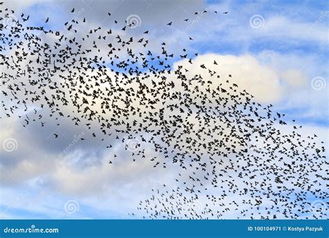 Huge Flocks of Starlings in the Sky with Clouds Stock Image - Image of migration, animals: 100104971