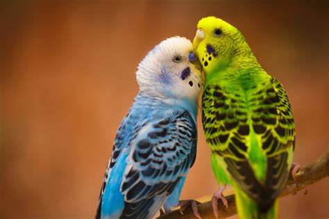 Fondos de pantalla : Periquitos, aves, Loros 2048x1365 - CoolWallpapers - 994637 - Fondos de ...