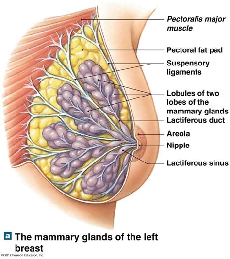 Mammals Have Mammary Glands - Pets Lovers