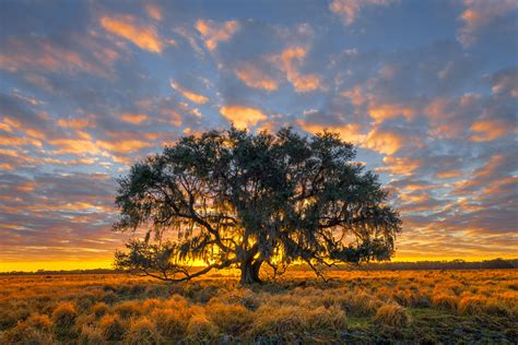 Lone Sprawling Oak Tree Florida Sunrise Fine Art Photo Print | Photos by Joseph C. Filer