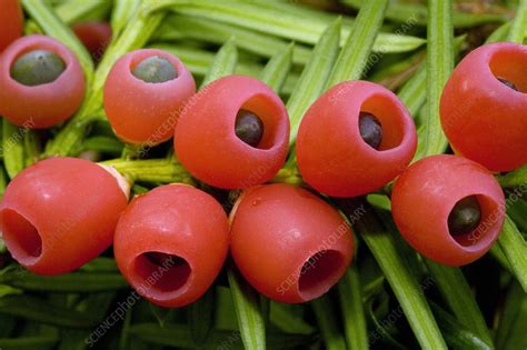 Yew tree berries (Taxus baccata) - Stock Image - B790/0840 - Science ...