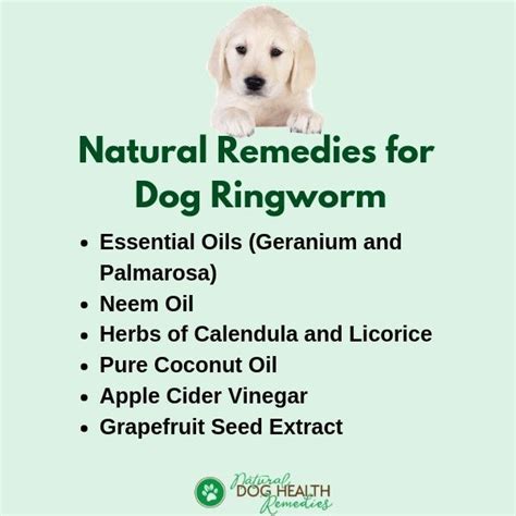 How To Treat Ringworm In Dogs At Home - HOMEPAF