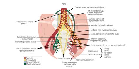 Pudendal Neuralgia Treatment - Propel Physiotherapy