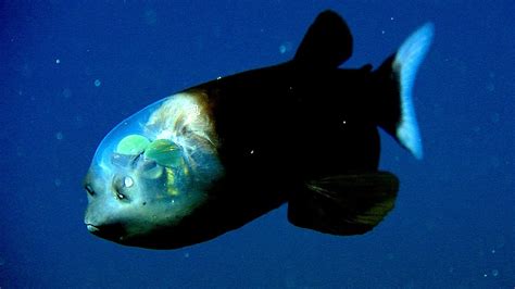 Pacific Barreleye Fish Facts - Fish Choices