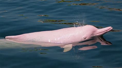 The Amazon Pink River Dolphin | Blog Machu Travel Peru