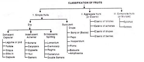 Classification of Fruits Study Biology, Fashion Design Sketchbook ...