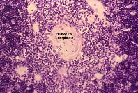 Histology at SIU