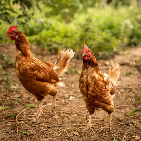 8 of the Best Egg-Laying Chickens for Backyard Farmers - Garden and Happy