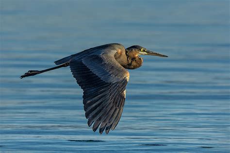 Great Blue Heron Flying Photograph by Rick Mosher