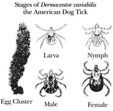 American dog tick - Dermacentor variabilis (Say)