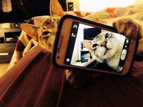 Charming Cats Taking Selfies (38 photos) | KLYKER.COM