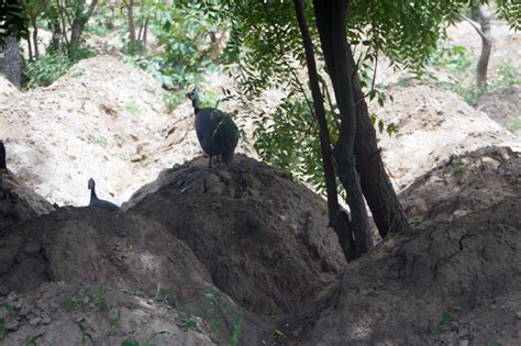 7 Unique Benefits Of Guinea Fowl Farming - BnetHub