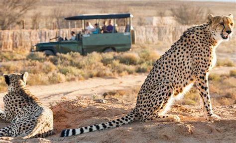 Fare un safari in Sudafrica: consigli, informazioni e 5 strutture scelte da noi