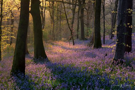 Daniel Wretham Photography | Bluebell Forest | Locations | Pictures