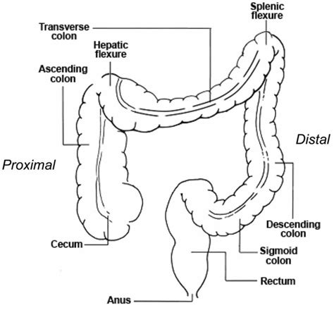 Cecum anatomy, cecum location, cecum function, cancer & inflammation