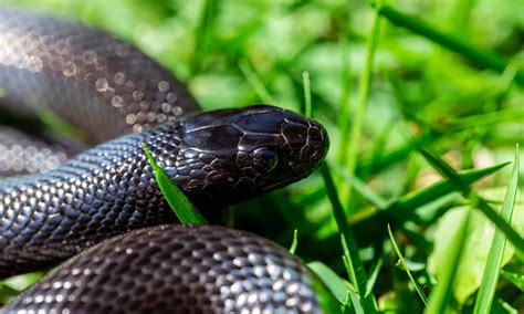 Mexican Black Kingsnake Pictures - AZ Animals