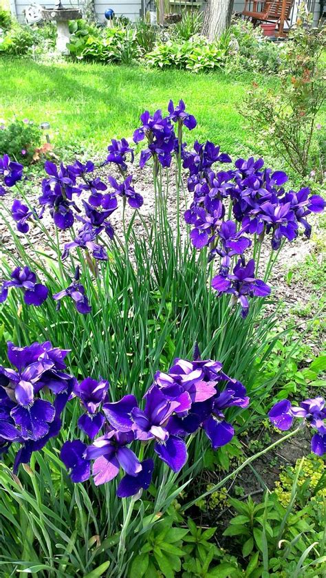 Siberian Iris | Iris, Plants, Garden