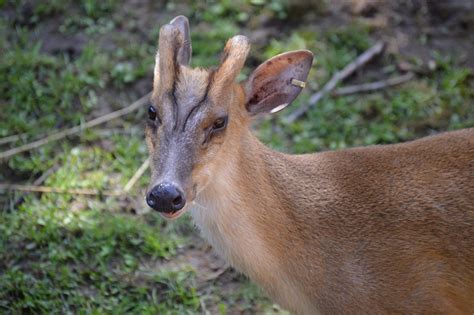 Reeves’ Muntjac – Utica Zoo