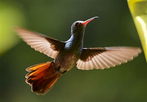 Hummingbirds are beautiful, but their personalities are for the birds - The Washington Post