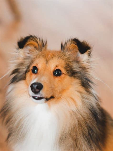 The Shetland Sheepdog - Your Ultimate Breed Information Guide | Your Dog Advisor