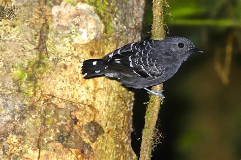 Common Scale-backed Antbird - BirdForum Opus | BirdForum