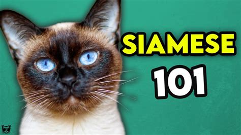 Siamese Cat 101 – Learn EVERYTHING About Them! – HousePetsCare.com
