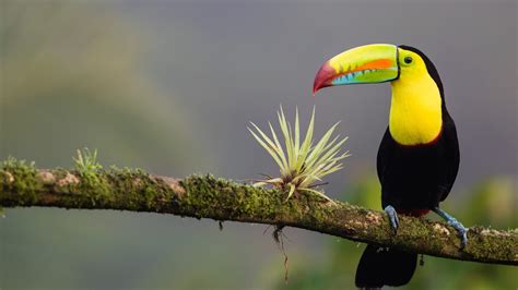 Toucans - BirdLife International