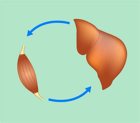 Mistakes in nutrition in chronic liver disease and how to avoid them ...