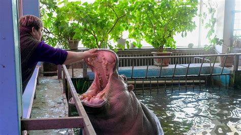 Ukraine’s biggest zoo is caught in the crossfire, how are the animals ...