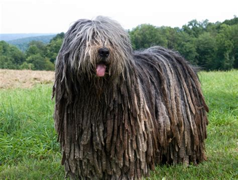 Bergamasco Sheepdog (Bergamasco Shepherd Dog) Info, Puppies ...