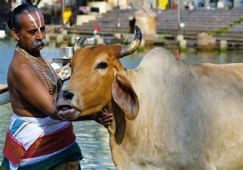 Karnataka asks State-run temples to perform cow puja for Diwali - Rediff.com India News