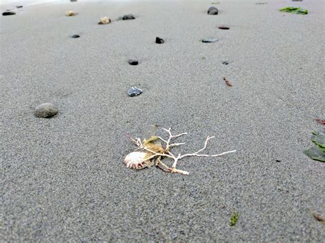 A Hike And A Treasure Hunt On Glass Beach — Pacific North Wanderers