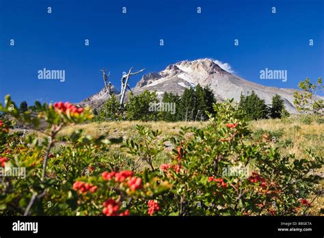 Mount Hood, volcano, Oregon, USA Stock Photo - Alamy