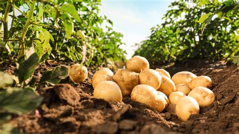 Companion Plants For Potatoes - Plant This Not That!