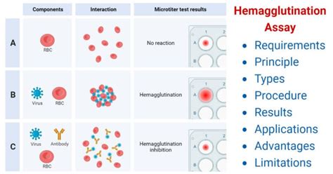 Hemagglutination Assay- Principle, Types, Method, Uses