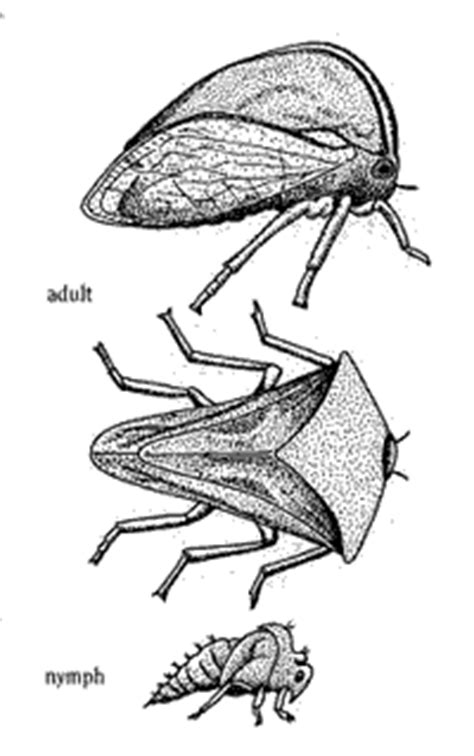 Leafhopper