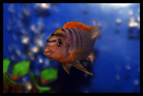 Photo #3 - Not Sure What Cichlid This Is, But It's Got ...