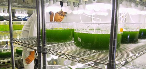 Biofuel Made from Algae Isn’t the Holy Grail We Expected | Hakai Magazine