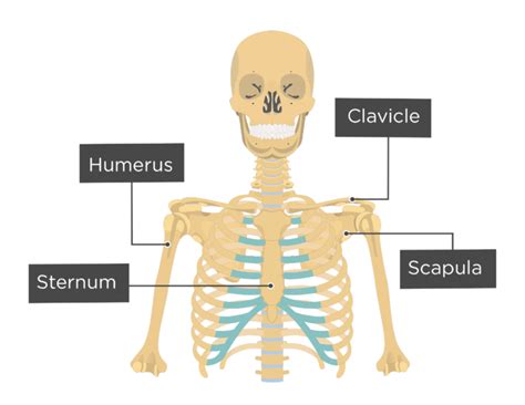 Clavicle Bone - An Introduction