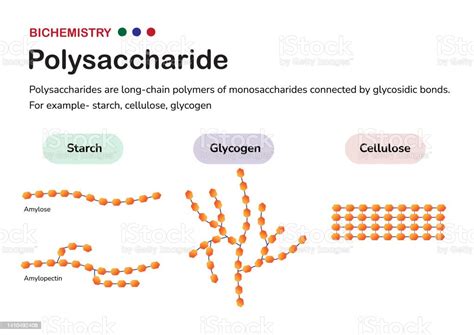 Biochemistry Diagram Present Structure Of Polysaccharide Such As Starch ...